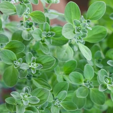 Sweet Marjoram Herb Seeds, Knotted Marjoram, Majorana, NON-GMO, FREE SHIPPING