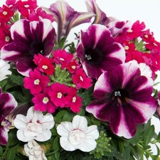 Trio Amarena Cream | Outdoor Garden Ready Bedding Hanging Basket Plants in Pots