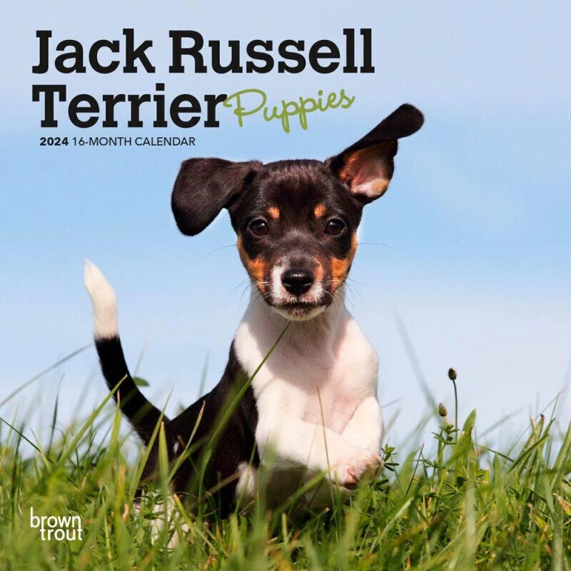 Terrier hotsell x puppies