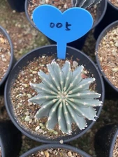 1Cactus Succulent Geohintonia mexicana Plant Home Garden Seeded grown WYSIWYG 5