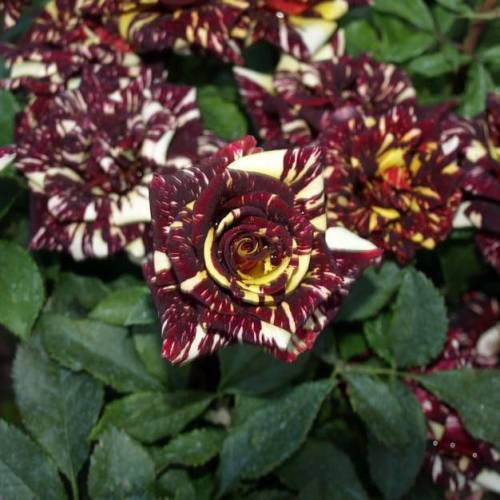 Rare Black Dragon Rose Seeds Garden Plant, Rose Bush Seeds, Flower