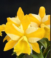 Rlc. Hua Young Gold 'Pretty' BM/TIOS" Fragrant Flowers. Unique Blooms. 
