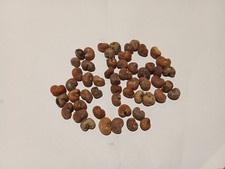 50 graines de Baobab   bio 