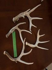Deer Antler Sheds Set of 4 Natural Collectible Display Decor