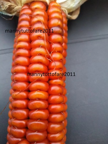100 SEMI SEEDS MAIS ottofile ROSSO 2025 Presìdio Slow Food antica varieta' 🌽 - Imagen 2 de 5