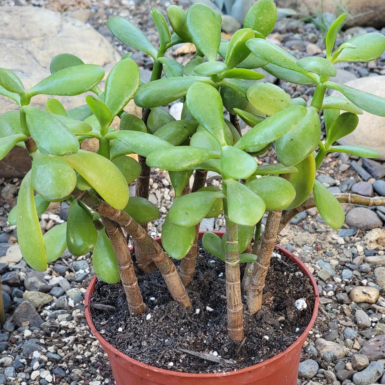 Crassula ovata 'Jade Plant' Live Rooted Succulent in 2 Sizes