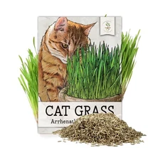 Seed Needs Cat Grass Seeds for Planting 10,000+ Seeds | Arrhenatherum Elatius...