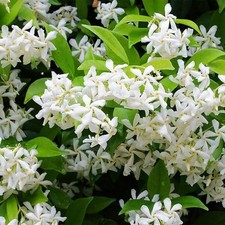 100 Climbing Jasmine Flower Seeds for Planting Fragrant Plant Seeds Non-GMO ...