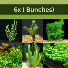 Low Light Aquarium Plant Bundle Live Aquarium Plants BUY 2 GET 1 FREE