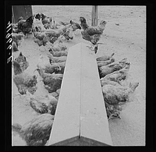 Edward J. Warher Farm,North Haven,Connecticut,CT,Farm Security Admin,FSA,1