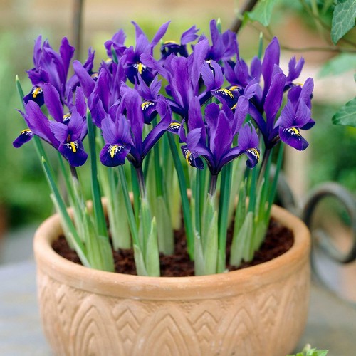 1-150 Blue Magic Dwarf iris bulbs reticulata autumn gardening corm spring flower - Picture 1 of 2