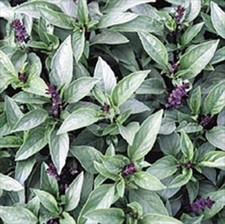 Basil Thai Great Garden Herb By Seed Kingdom 7,000 Seeds