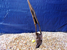 XX-Large Driftwood Mounted on Slate 24"x05"x14" Aquarium Reptile Natural Art