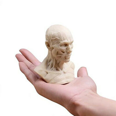White Resin Human Bust Sculpture Statue Sketch Draw Plaster Cast Artist Model US