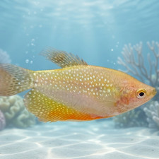 Gold Leeri Pearl Gourami Live Fish Freshwater Aquarium 3-3.5"