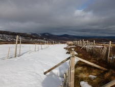 Photo A1 Snow fences by the Cairn o' Mount road The chestnut paling fenc c2013