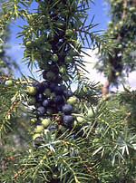 Msa Juniperus Commun 50ml