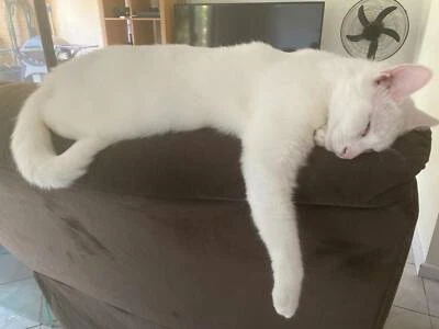 Rehome Of Beautiful White Russian Cat Needed Cats Kittens