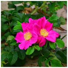 1 Red Wild Rose Hedging 30-50cm Plants,Rosa Rugosa Rubra,Flowers For 6mths