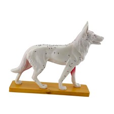 Hunde-Anatomie-Modell, Hunde-K&ouml;rperstudie, Hunde-Muskelspielzeug f&uuml;r Kinder,