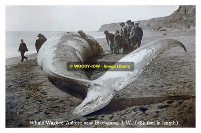 rp13472 - Whale washed up near Blackgang, Isle of Wight - Print 6x4