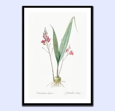 Pierre-Joseph Redouté BOTANICAL  PINK LILY VINTAGE STYLE Art prints A4