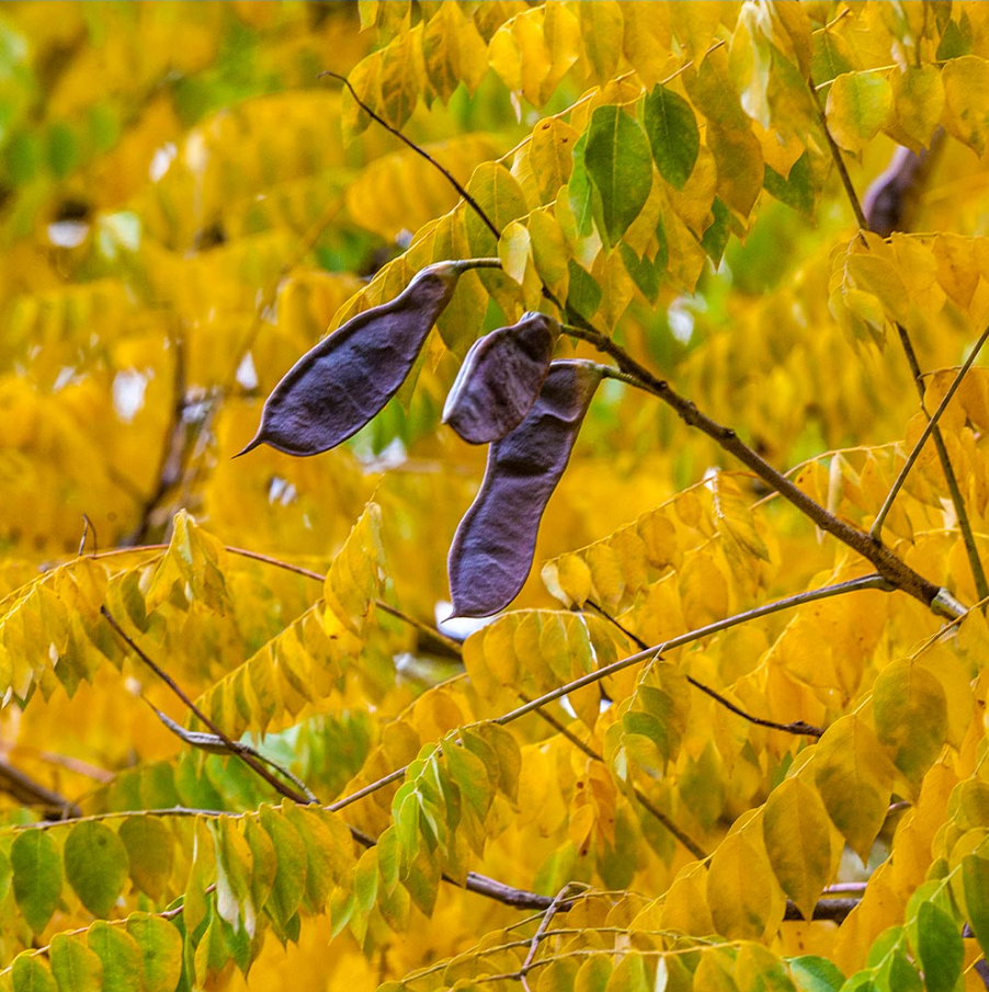 Live Kentucky Coffee Plant – 1–2 ft Tall – Ideal for Garden or Home Landscaping