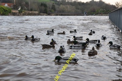 Foto A3 Tiverton : Der Fluss Exe Tiverton \/SS9512 Der Fluss Exe in Tive c2012