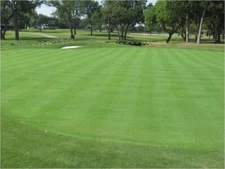 Seed Ranch Penncross Creeping BentGrass Seeds 1 Pound FD118