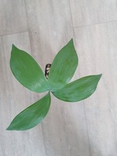 Ceratozamia miqueliana, 1 pianta 