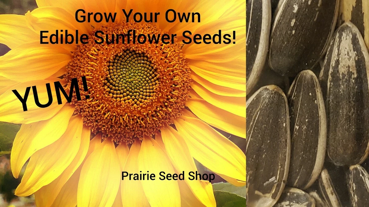 Edible sunflowers online