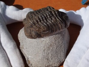 High Detail Drotops Megalomanicus TRILOBITE Fossil 393 Million yrs old