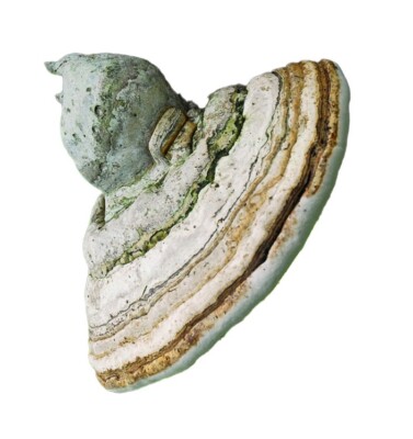 Zunderschwamm Kapseln (fomes fomentarius) - 100 % ganz ohne Füllstoffe
