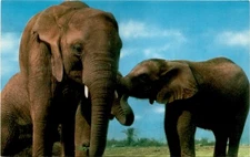 North Carolina, Zoological Park, Elephant, S.E.N.C. Mfg. & Dist. Postcard