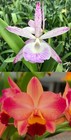 Slc Endlesss Summer (Bc Walter August x Slc Tokyo Life) Bs Orchid Plant