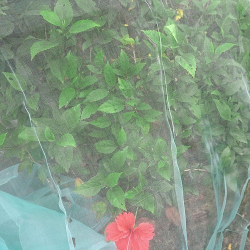 10 x 50FT Garden Mesh Mosquito Bug Insect Netting Barrier Bird Net Plant Protect - Picture 9 of 11