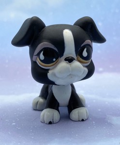 littlest pet shop boston terrier