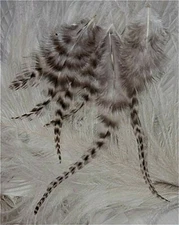 60+ Loose Black/White Barred Grizzly Chinchilla Rooster Feathers  US Seller
