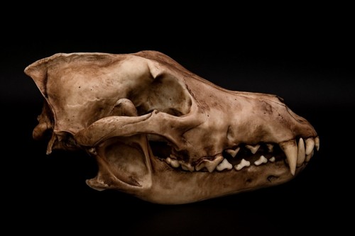 Dire Wolf Skull Replica Life Size Prehistoric Canine Premium Resin AUS Made - Picture 1 of 7