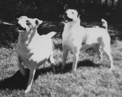 1940s Two Adorable Dogs Playing In Yard Beloved Pets Looking Up In Sunshine