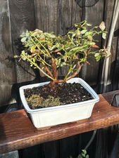 13-14 YEAR OLD LARGE BLUEBERRY BONSAI TREE- FREE SHIPPING