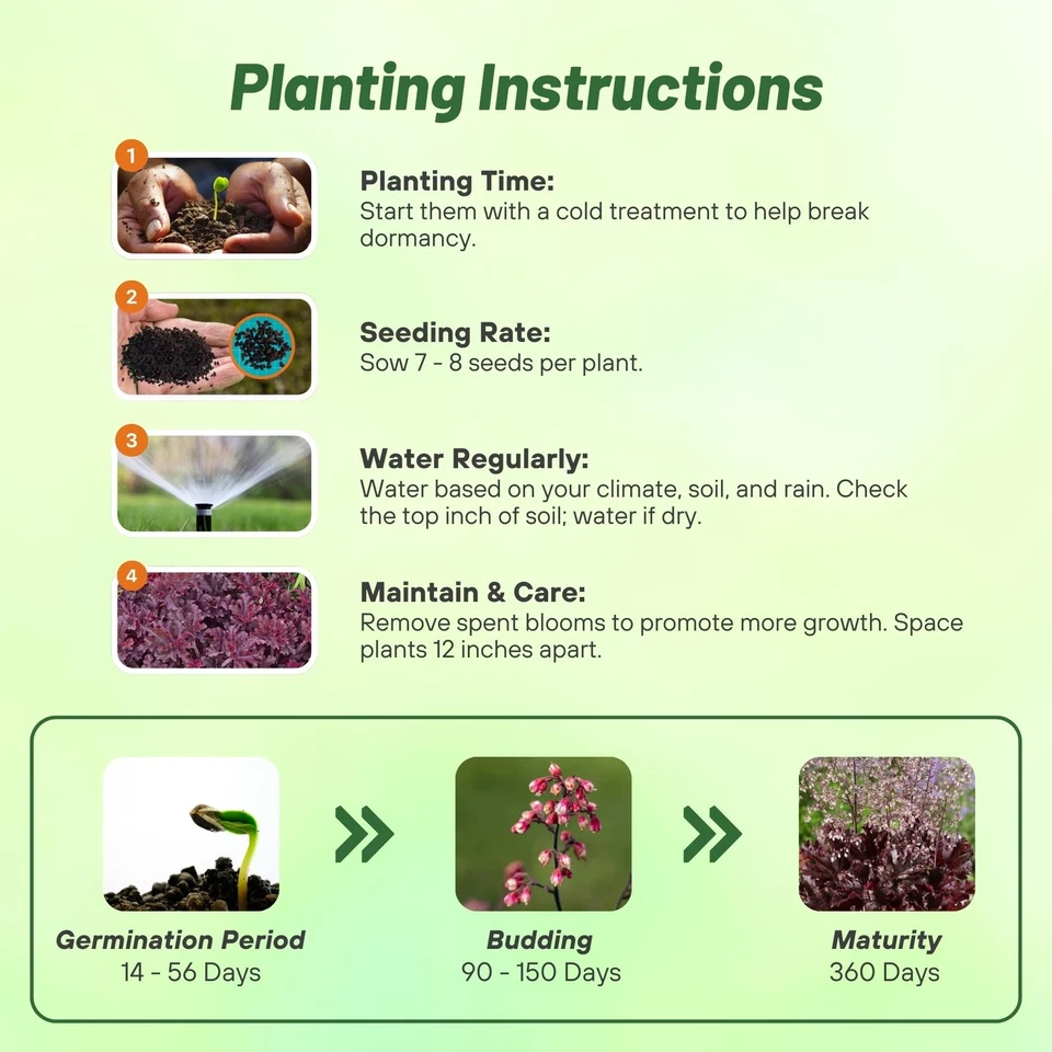 Semillas de Heuchera Fuego Derretido Campanas de Coral - 50 Piezas Semillas de Flores Perennes para P... Foto 4 de 4