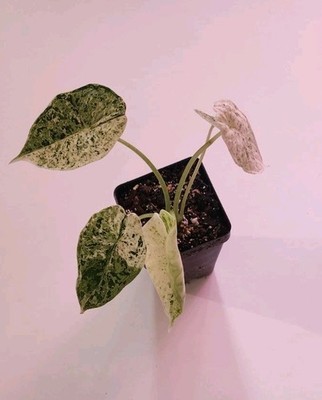 Alocasia Dragon Scale Mint Variegated Plant - Exact Plant US