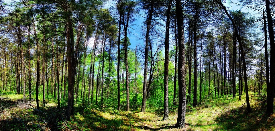 55mm Ultra Wide Angle Lens for Nikon D5600 D3500 D3400 w/ AF-P DX 18-55mm Lens - Image 4 of 4