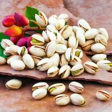 Pistachio Nut Tree Seeds (Pistacia vera) Hardy-Zone 7 Edible Garden Plant