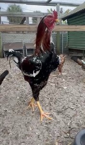 4 Indio Gigante hatching eggs Brazil. NPIP~ AI TALLEST CHICKEN BREED IN WORLD 🌎