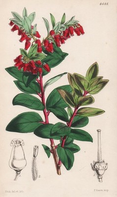 Vaccinium Erythrinum India flower botany flower botany lithograph Curtis 4688