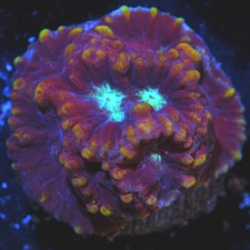 CORALS OF EDEN ~ Ice Monster Favia Coral  Frag~ Live Coral for Sale ~ LPS ~ SPS