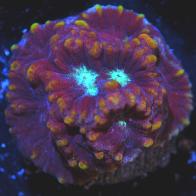 CORALS OF EDEN ~ Ice Monster Favia Coral  Frag~ Live Coral for Sale ~ LPS ~ SPS