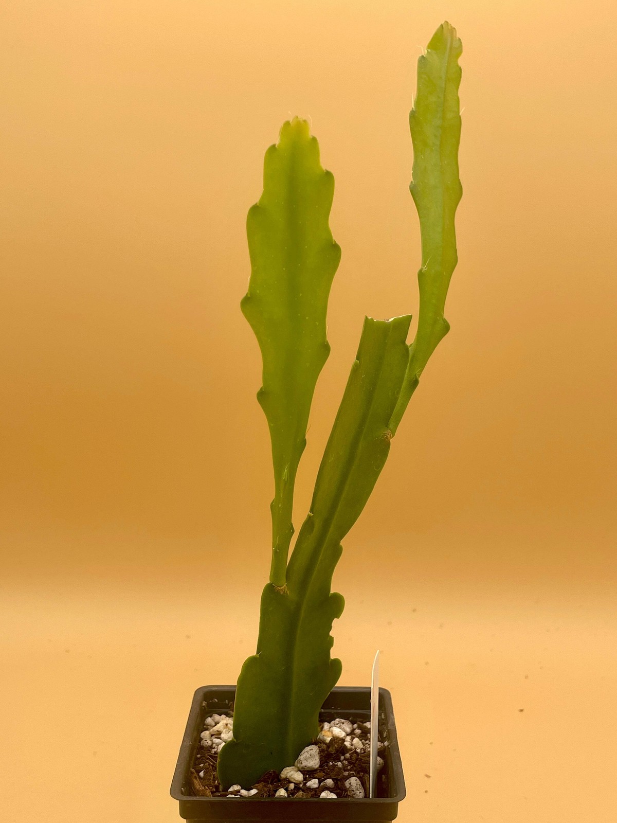 Epiphyllum Hybrid 'Wild Thing' Fully - Rooted Starter Pot